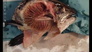 Fish Gill Dissection  A Level Biology Required Practical [upl. by Icul431]