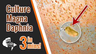 How to culture DAPHNIA MAGNA  The easy way [upl. by Aticilef124]