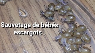 Jai sauvé des bébés escargots [upl. by German889]