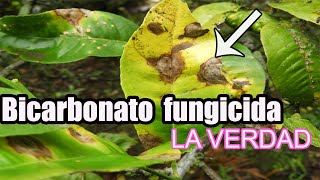 Fungicida casero para plantas con bicarbonato fungicida de Bicarbonato [upl. by Ttirrej]