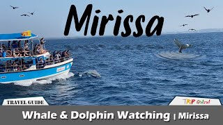 Whale amp Dolphin Watching Mirissa TRIP PISSO  Travel Vlog 55 [upl. by Gorden]