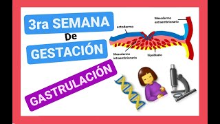 ✅TERCERA 3ra SEMANA del DESARROLLO EMBRIONARIOGASTRULACIÓNDISCO TRILAMINAREMBRIOLOGÍA clase 5 [upl. by Tonia]