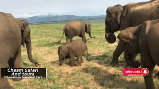 Udawalawe National Park Safari with Chaam [upl. by Delahk380]