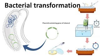 Bacterial transformation [upl. by Bascio]