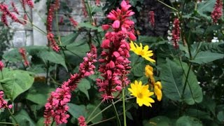 Shade loving plant  Firetail Persicaria amplexicaulis [upl. by Silda]