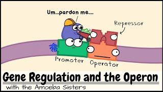 Gene Regulation and the Operon [upl. by Shih977]