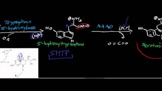 2Minute Neuroscience Serotonin [upl. by Annairam993]