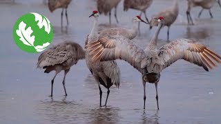 The Great Migration Sandhill Cranes in Nebraska [upl. by Ettena]