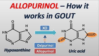 Allopurinol  How it works in treatment of GOUT [upl. by Tacy]