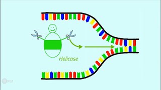 Die Replikation der DNA [upl. by Ikkim533]