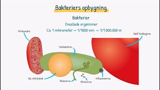 Mikroorganismer Bakterier [upl. by Ruenhs793]