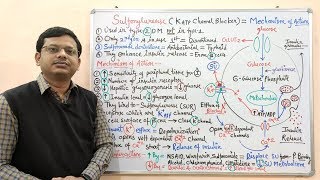 Diabetes Mellitus Part10 Mechanism of Action of Sulfonylurease  Antidiabetic Drugs  Diabetes [upl. by Llednav]