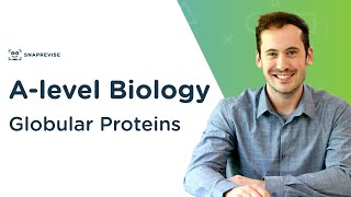 Globular Proteins  Alevel Biology  OCR AQA Edexcel [upl. by Nylynnej]