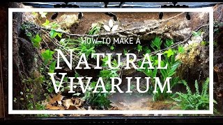 How to build a Natural Vivarium From Scratch [upl. by Maurie87]