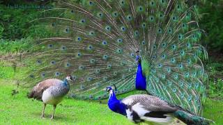 AMAZING WHITE PEACOCK DANCE •❥ BLUE WHITE PIED PEACOCK [upl. by Athal]