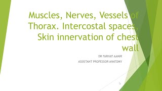 MUSCLES NERVES AND VESSELS OF THORAX [upl. by Liborio]