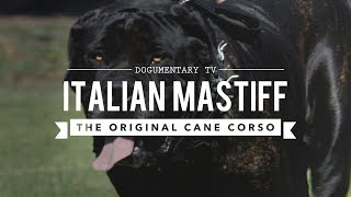 THE ORIGINAL CANE CORSO ITALIAN MASTIFF [upl. by Ynalem]