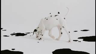 102 Dalmatians Teaser Trailer [upl. by Ahsital]