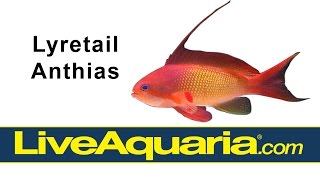 Lyretail Anthias Pseudanthias squamipinnis  LiveAquariacom [upl. by Airitac]