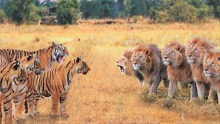 When Tigers And Lions Face Each Other [upl. by Jeanine102]