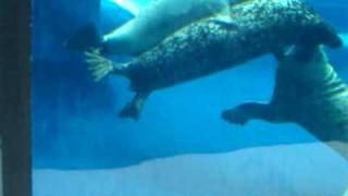 Seals Mating  Detroit Zoo [upl. by Kenway941]