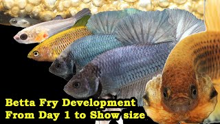 Betta Fry Development From Day 1 to Show size [upl. by Boorman]