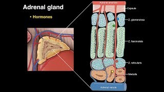 Adrenal gland [upl. by Sauveur509]