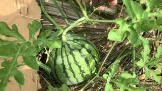 When You Should Or Shouldn’t Water Watermelon Vines [upl. by Innavoig]