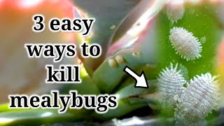 How to remove and kill mealybugs  3 easy ways you can do at home [upl. by Germain]