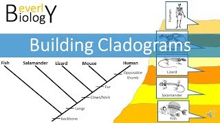 Cladograms [upl. by Carlee24]