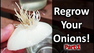 Regrow Onions From Another OnionNeed Proof  Vlog Part 1 of 5 [upl. by Anelle]