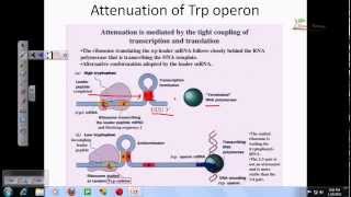 Tryptophan operon [upl. by Dupre]