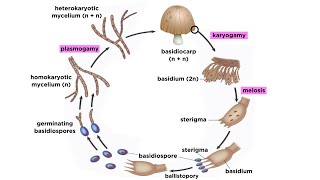 Basidiomycota Part 2 The Mushroom Life Cycle [upl. by Oleta605]