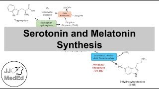 Tryptophan Metabolism Degradation and the Kynurenine Pathway [upl. by Enattirb]