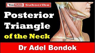 Posterior Triangle of the Neck Dr Adel Bondok [upl. by Lucic]