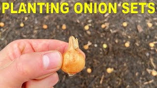 Planting Onion Bulbs A Complete Guide From Start To Finish [upl. by Blodgett30]