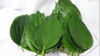 The Health Benefits of Bitter Leaf Herb [upl. by Anoik]