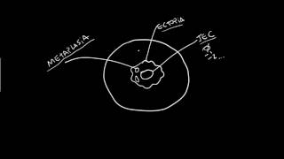 ANATOMIA DO COLO DO ÚTERO [upl. by Ynnal]