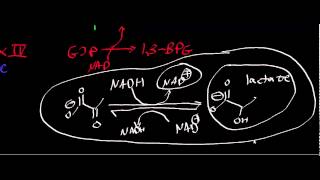 Biochemistry  Lactate Dehydrogenase [upl. by Aerdma48]