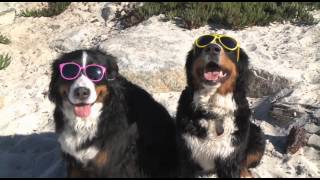 A Beach Day For Hannah  Bernese Mountain Dogs [upl. by Ketti]