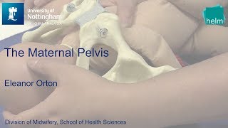 The Maternal Pelvis [upl. by Matta384]