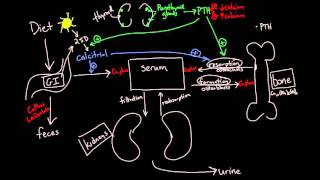 Calcium Metabolism [upl. by Edra269]