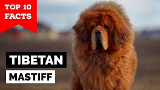 Tibetan Mastiff  Top 10 Facts [upl. by Gustafson]