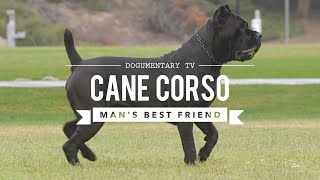 CANE CORSO MANS BEST FRIEND [upl. by Zandra]