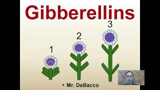 Gibberellins [upl. by Huggins]