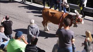 Rein in Taufers Almabtrieb 16102016 [upl. by Koball]