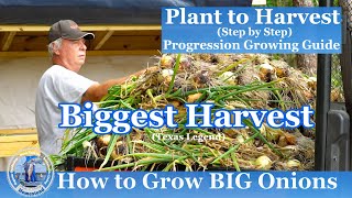 How to Grow BIG Onions  Our BIGGEST ONION HARVEST [upl. by Noirb561]