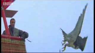 Birds  peregrine falcon dives at 180 mph  Ultimate Killers  BBC wildlife [upl. by Aihpledalihp]