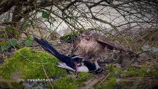 Sparrowhawk destroys magpie Skip to 210 amp 350 [upl. by Manvell]