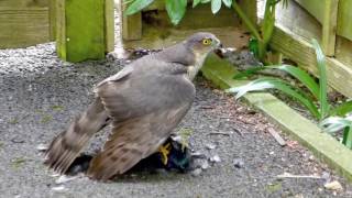 Sparrowhawk and Starling [upl. by Murry543]